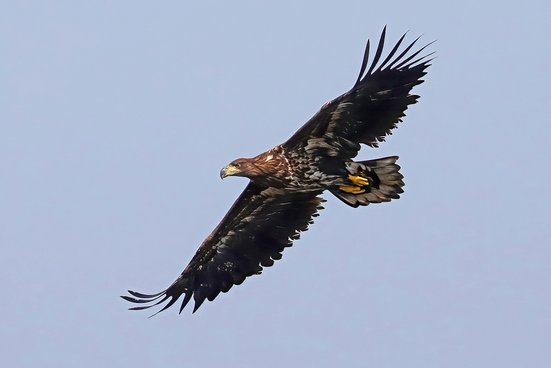 Seeadler am Chiemsee