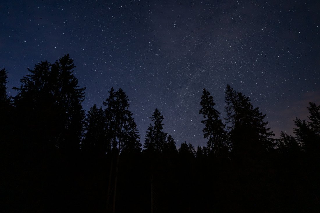 Sternenhimmel mit Baumkronen bei Nacht 