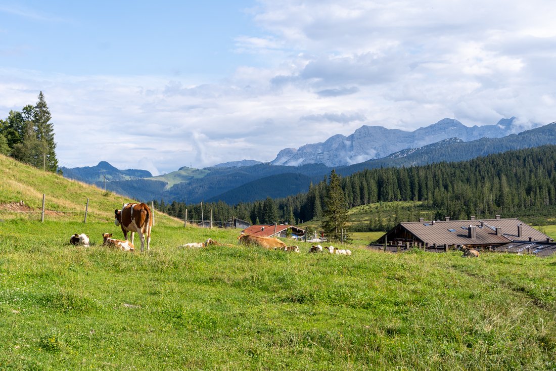 Bergpanorama und Alm-Kühe 