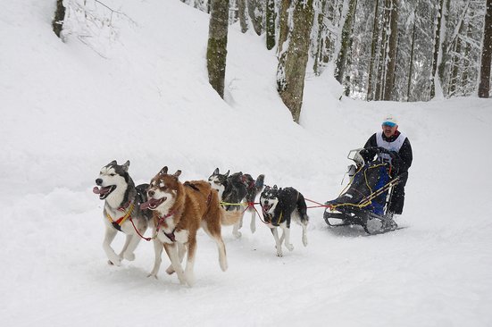 Musher Wolfgang Fehringer beim Schlittenhunderennen in Inzell