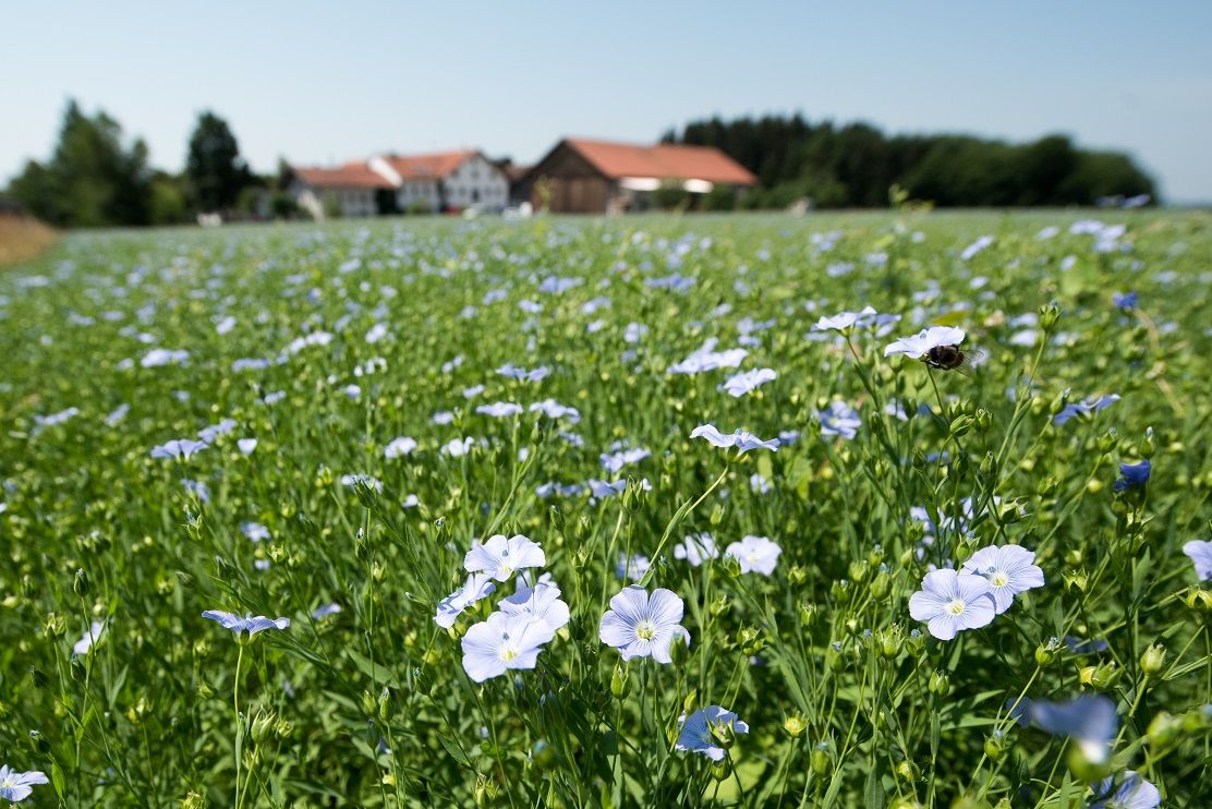 Leinfeld in Trostberg beim Chiemgaukorn-Hof